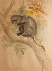 Macaco de Estranho, placa colorida tirada de &39;Arrastões Originais de Água de Joseph Wolf na posse da Sociedade Zoológica de Londres Vol.I, Mammalia I, Quadrumana. Carnivora. &39;, 1851-69 (w